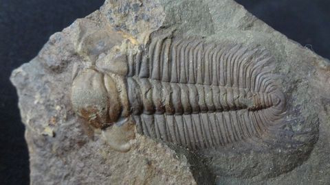 Trilobity - Jince