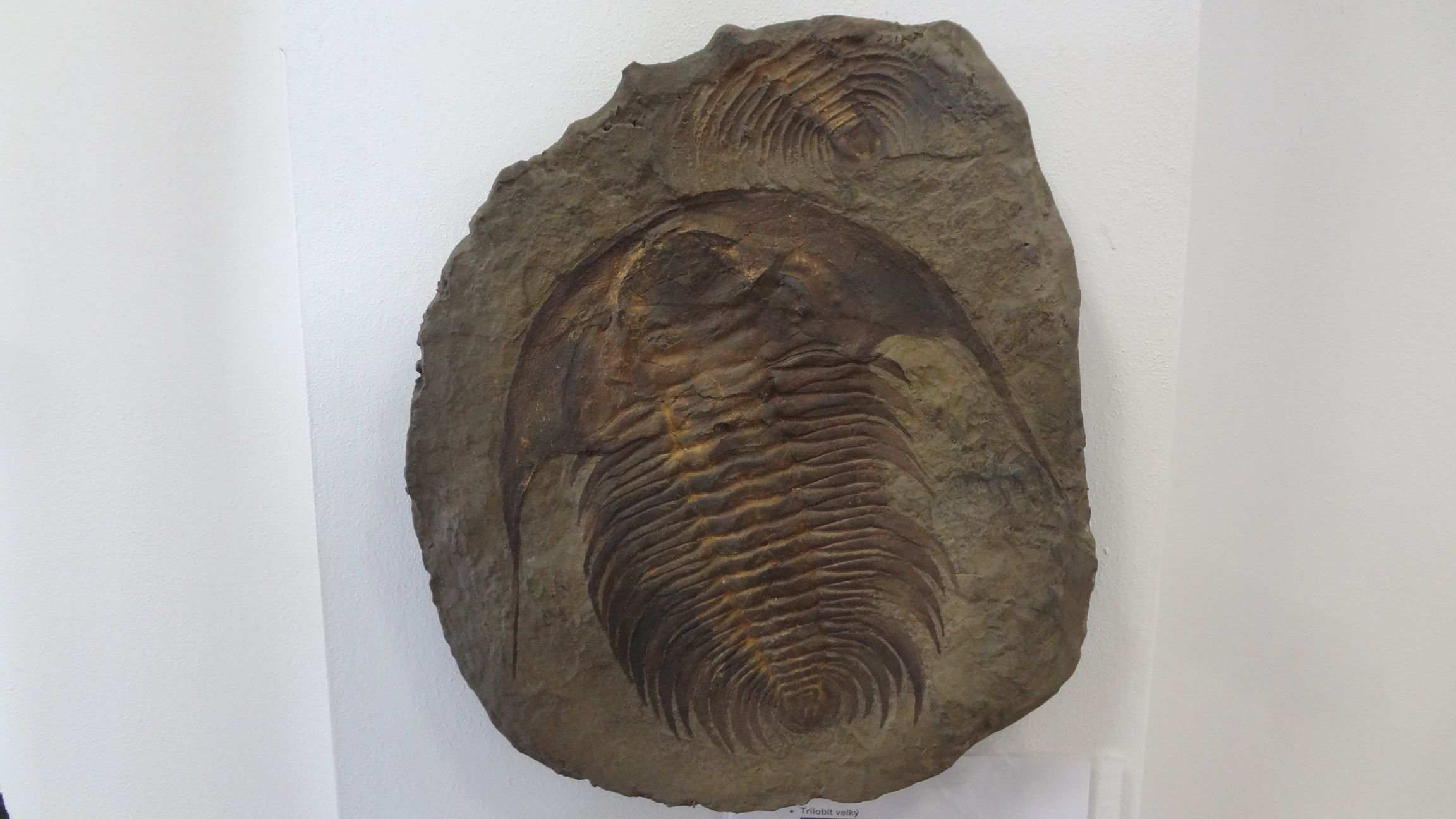 Replika trilobita