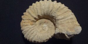 Zkamenělý amonit - Maroko