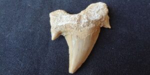 Zkamenělý žraločí zub - Maroko