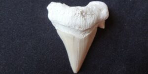 Zkamenělý žraločí zub - Maroko