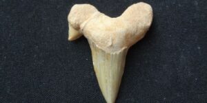 Zkamenělý žraločí zub - Maroko