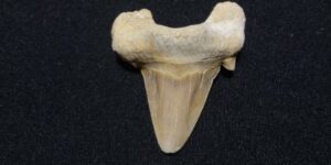 Zkamenělý žraločí zub - Maroko