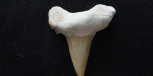 Zkamenělý žraločí zub - Maroko