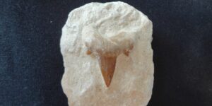 Zkamenělý žraločí zub na hornině - Maroko