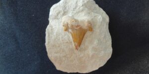 Zkamenělý žraločí zub na hornině - Maroko